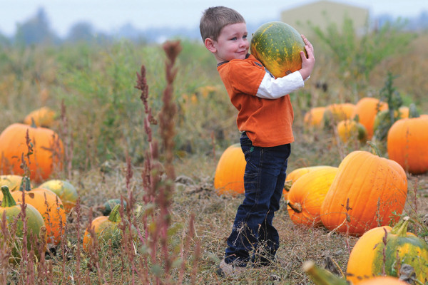 MACLEOD PAPPIDAS | THE DAILY WORLDTreyton Lewis, 4, of Central Park chooses his gourd at a you-pick pumpkin patch at Chapman Farms outside of Montesano Thursday.