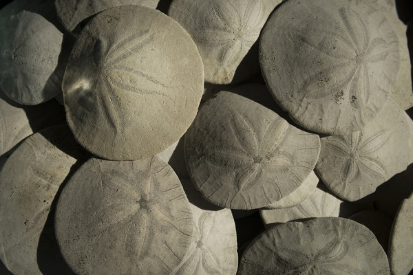 (Aaron Lavinsky | The Daily World) Sand dollars collected in the Beach Bluff home in Seabrook.