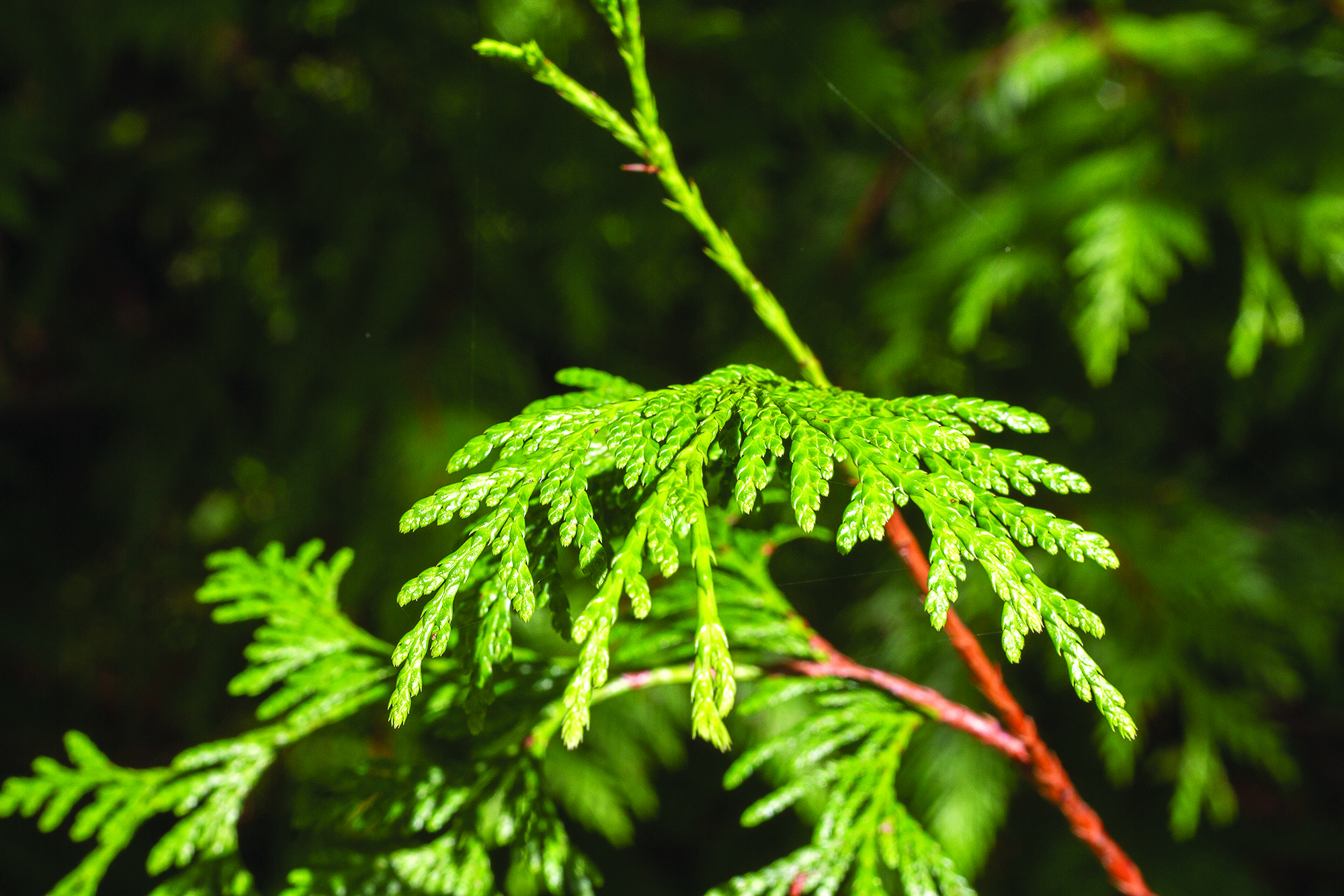 (Kyle Mittan) Bad: The cedar tree's branches, much like the hemlock's, are weak and tend to sag -- making the species a poor choice for a Christmas tree.