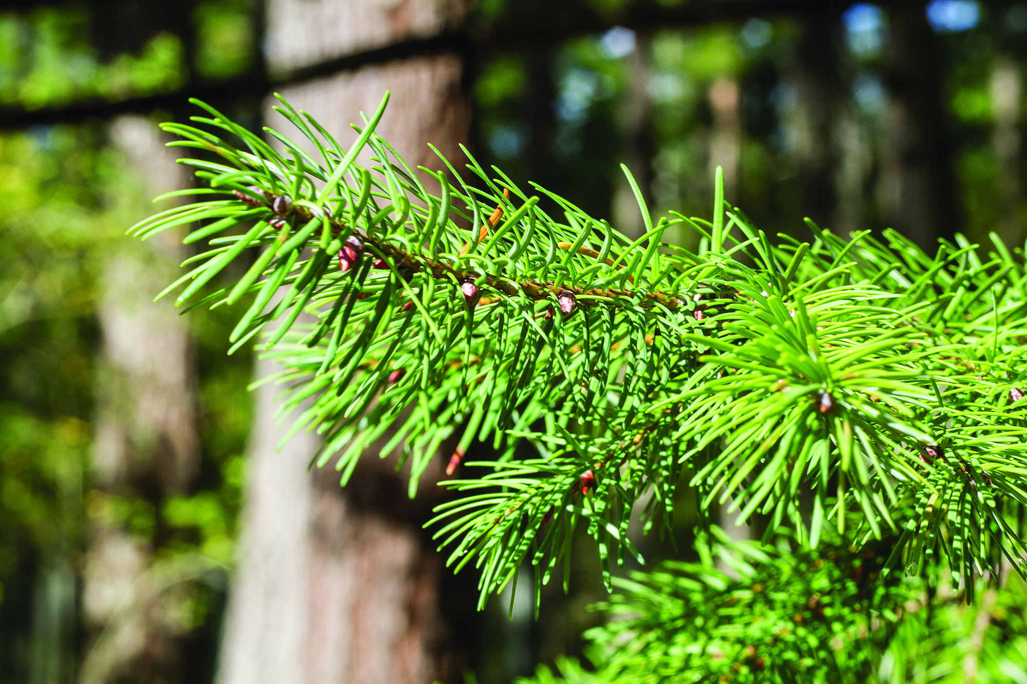 (Kyle Mittan) Good: The Douglas fir, the forest's most common tree, makes for a good Christmas tree thanks to its stiff branches. The red buds at the end of the branches are a distinguishing characteristic.