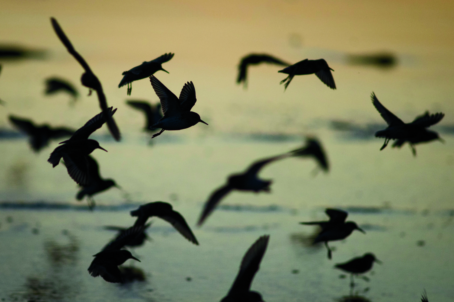 (Aaron Lavinsky | The Daily World) Shorebirds take flight at sunset along the beach in Ocean Shores on Wednesday, April 30, 2014.