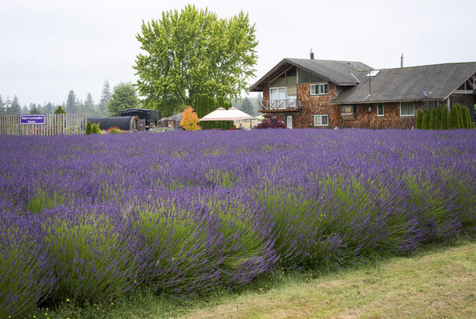 Dale’s Lavender Valley is open to the public during harvest season, July-August.
