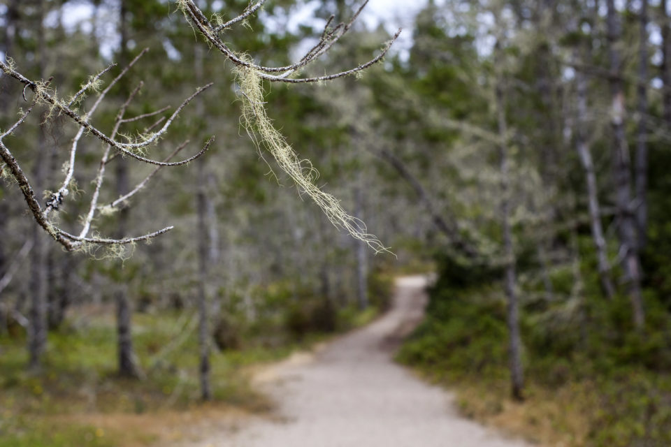 Dangling moss catches the breeze along the Dune Forest Trail at Leadbetter Point State Park.