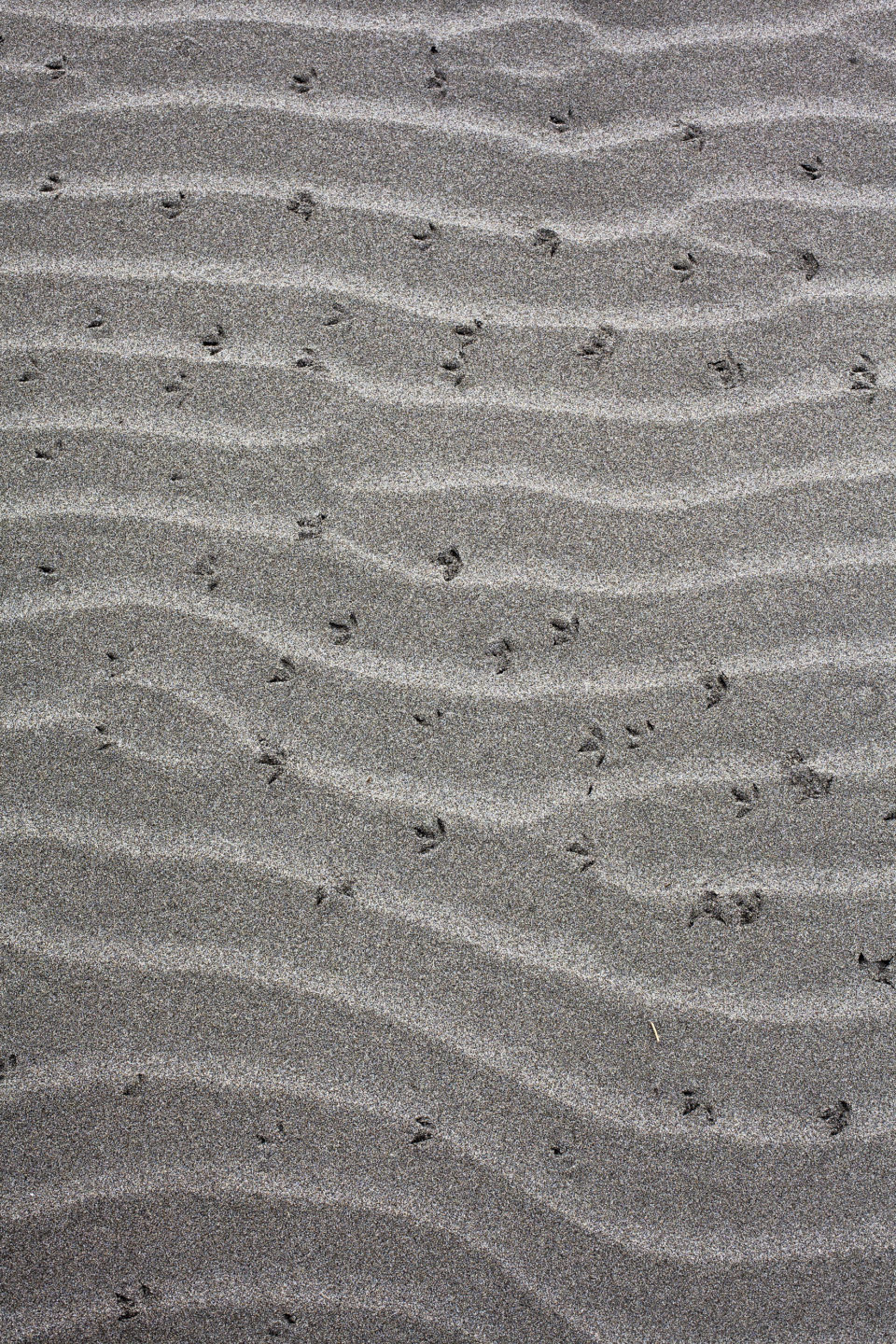 The sands along the Weather Beach Trail, part of the Leadbetter Point Loop, are often riddled with the tiny footprints of snowy plovers, a protected species of shorebird that nests in the dunes.
