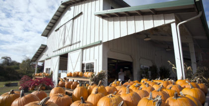 Shaffner Farms is open year-round, growing everything from berries to pumpkins.