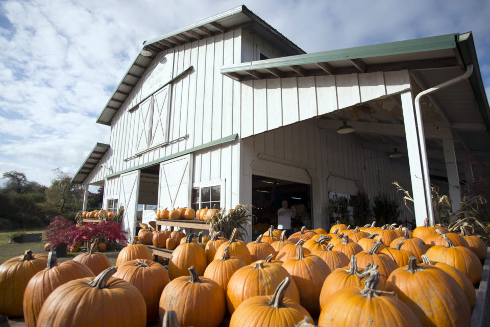 Shaffner Farms is open year-round, growing everything from berries to pumpkins.